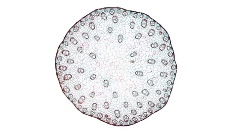 Plant stem - cross section cut microscope – microscopic cells botanic education Stock Footage 106580429