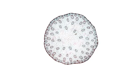 Plant stem - cross section cut microscope – microscopic cells botanic education Stock Footage 106580711