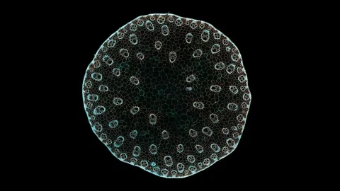 Plant stem - cross section cut microscope – microscopic cells botanic education Stock Footage 106580834