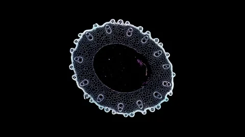 Plant stem - cross section cut microscope – microscopic cells botanic education Stock Footage 106591093