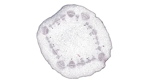 Plant stem - cross section cut microscope – microscopic cells botanic education Stock Footage 106593274