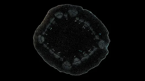 Plant stem - cross section cut microscope – microscopic cells botanic education Stock Footage 106594187