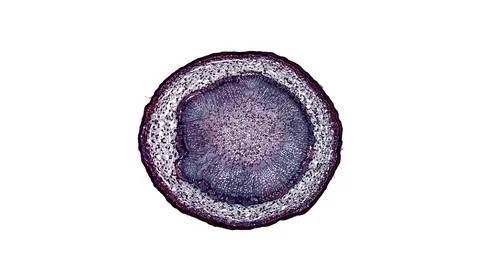 Plant stem - cross section cut microscope – microscopic cells botanic education Stock Footage 106594438