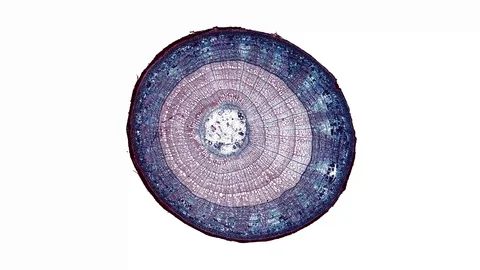 Plant stem - cross section cut microscope – microscopic cells botanic education Stock Footage 106594802