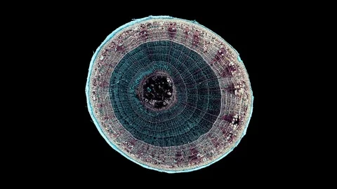 Plant stem - cross section cut microscope – microscopic cells botanic education Stock Footage 106594972