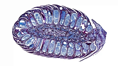 Plant stem - cross section cut microscope – microscopic cells botanic education Stock Footage 106595536