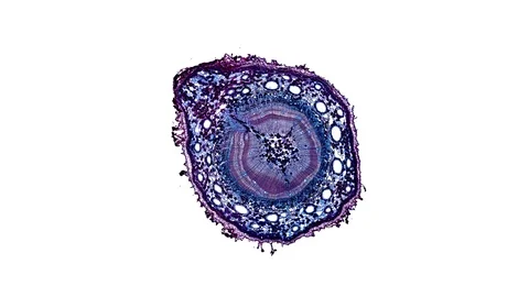 Plant stem - cross section cut microscope – microscopic cells botanic education Stock Footage 106596359