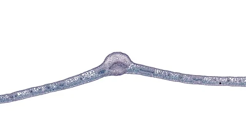 Plant stem - cross section cut microscope – microscopic cells botanic education Stock Footage 106596627