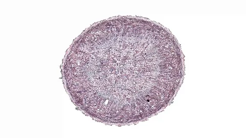 Plant stem - cross section cut microscope – microscopic cells botanic education Stock Footage 106597072