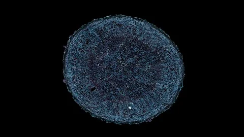 Plant stem - cross section cut microscope – microscopic cells botanic education Stock Footage 106597173