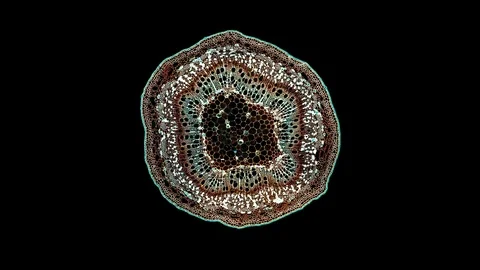 Plant stem - cross section cut microscope – microscopic cells botanic education Stock Footage 106597407