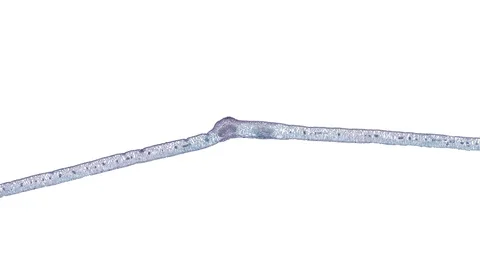 Plant stem - cross section cut microscope – microscopic cells botanic education Stock Footage 106597514