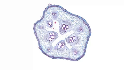 Plant stem - cross section cut microscope – microscopic cells botanic education Stock Footage 106598431