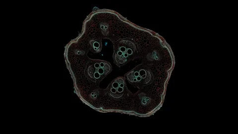 Plant stem - cross section cut microscope – view of cells botanic education Stock Footage 106598589