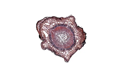 Plant stem - cross section cut microscope – view of cells botanic education Stock Footage 106598652