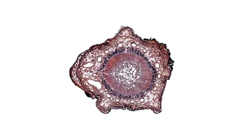 Plant stem - cross section cut microscope – view of cells botanic education Stock Footage 106598800