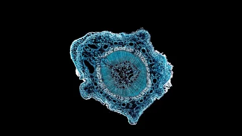 Plant stem - cross section cut microscope – view of cells botanic education Stock Footage 106598867