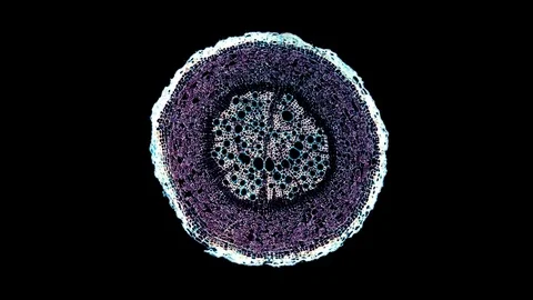 Plant stem - cross section cut microscope – view of cells botanic education Stock Footage 106599645