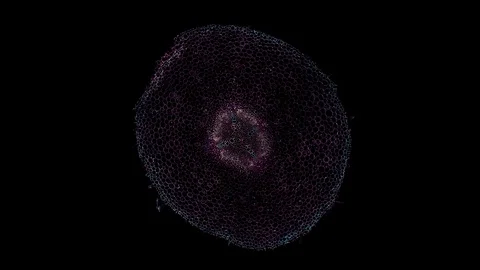 Plant stem - cross section cut microscope – view of cells botanic education Stock Footage 106599922