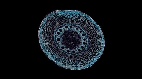 Plant stem - cross section cut microscope – view of cells botanic education Stock Footage 106600114