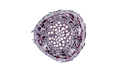 Plant stem - cross section cut microscope – view of cells botanic education Stock Footage 106600179