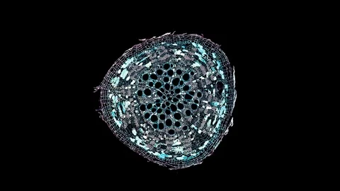 Plant stem - cross section cut microscope – view of cells botanic education Stock Footage 106600242