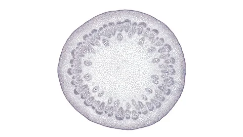 Plant stem - cross section cut microscope – view of cells botanic education Video stock 106600396