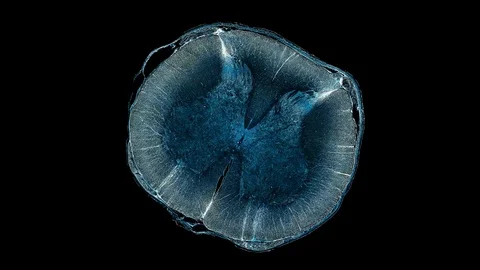 Plant stem - cross section cut microscope – view of cells botanic education Stock Footage 106600761