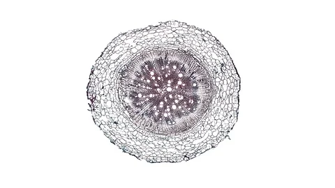 Plant stem - cross section cut microscope – view of cells botanic education Stock Footage 106600944