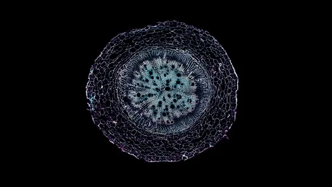 Plant stem - cross section cut microscope – view of cells botanic education Stock Footage 106601096