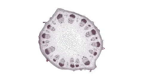 Plant stem - cross section cut microscope – view of cells botanic education Stock Footage 106601266