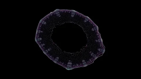 Plant stem - cross section cut microscope – view of cells botanic education Stock Footage 106601554