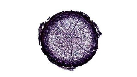 Plant stem - cross section cut microscope – view of cells botanic education Stock Footage 106601658