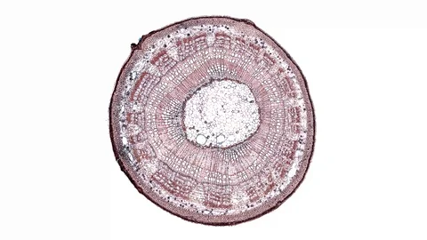 Plant stem - cross section cut microscope – view of cells botanic education Stock Footage 106601821