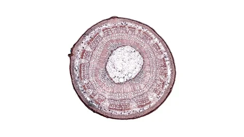 Plant stem - cross section cut microscope – view of cells botanic education Stock Footage 106602138