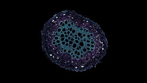 Plant stem - cross section cut microscope – view of cells botanic education Stock Footage 106602612