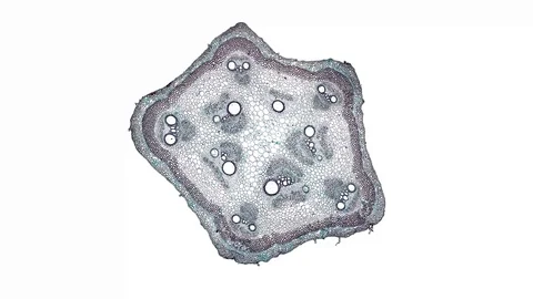 Plant stem - cross section cut microscope – view of cells botanic education Stock Footage 106602728