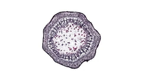 Plant stem - cross section cut microscope – view of cells botanic education Stock Footage 106603558