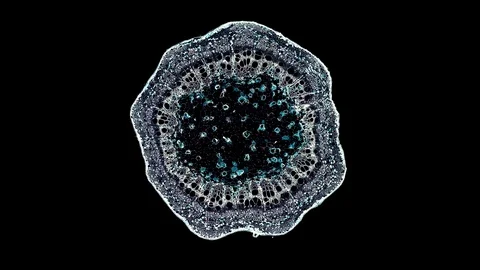 Plant stem - cross section cut microscope – view of cells botanic education Stock Footage 106603689