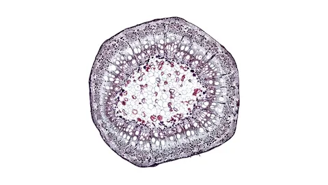 Plant stem - cross section cut microscope – view of cells botanic education Stock Footage 106604064