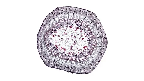 Plant stem - cross section cut microscope – view of cells botanic education Stock Footage 106604192