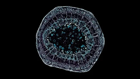 Plant stem - cross section cut microscope – view of cells botanic education Stock Footage 106604308