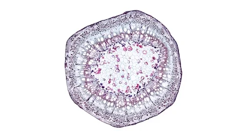 Plant stem - cross section cut microscope – view of cells botanic education Stock Footage 106604605