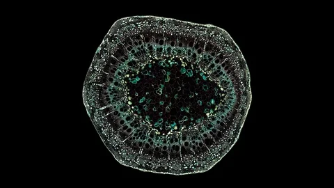 Plant stem - cross section cut microscope – view of cells botanic education Stock Footage 106604685