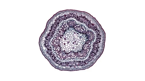 Plant stem - cross section cut microscope – view of cells botanic education Stock Footage 106605518
