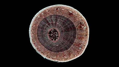 Plant stem - cross section cut microscope – view of cells botanic education Stock Footage 106611031