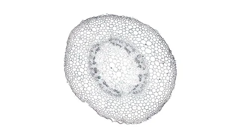 Plant stem - cross section cut microscope – view of cells botanic education Stock Footage 106611226