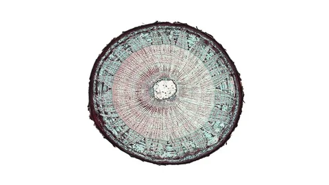 Plant stem - cross section cut microscope – view of cells botanic education Video stock 107383256