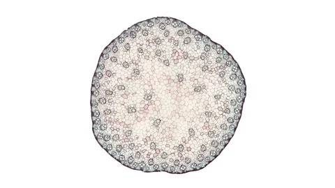 Plant stem - cross section cut microscope – view of cells botanic education Stock Footage 107524894