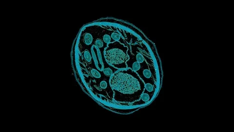 Plant stem - cross section cut microscope – view of cells botanic education Stock Footage 108726765